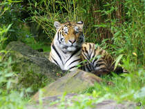 Ein Sibirischer Tiger