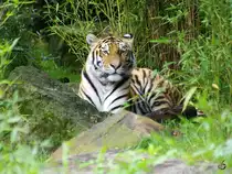 Ein Sibirischer Tiger