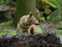 Zwei Eurasische W�lfe