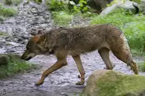 Ein Eurasischer Wolf im Regen