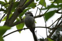 Eine Schwanzmeise vor unserer Haustr. Ratzeburg; 06.05.2017