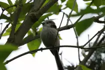 Eine Schwanzmeise vor unserer Haust�r. Ratzeburg; 06.05.2017