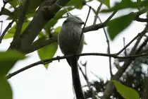 Eine Schwanzmeise mit Nistmaterial f�r ihr kompliziertes Nest. Ratzeburg; 06.05.2017