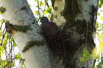 Eine Ringeltaube brtet in einer Birkengabel am Rand von unserem Garten. Ratzburg; 06.05.2017