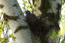 Eine Ringeltaube br�tet in einer Birkengabel am Rand von unserem Garten. Ratzburg; 06.05.2017