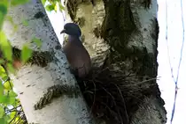Eine Ringeltaube br�tet in einer Birkengabel am Rand von unserem Garten. Ratzburg; 06.05.2017