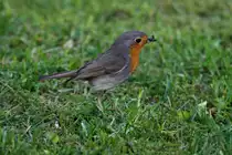 Ein Rotkehlchen in unserem Garten. Ratzeburg, 06.05.2017