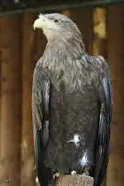 Ein Europ�ischer Seeadler