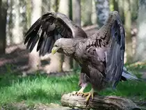 Ein Steinadler l�ftet sein Gefieder.