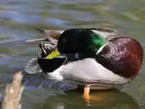 Eine Stockente putzt das Gefieder