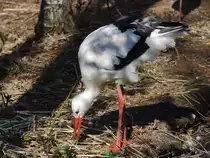 Ein Wei�storch auf Nahrungssuche.