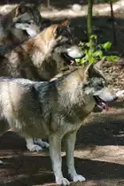 Zwei der drei W�lfe haben etwas fest im Blick.