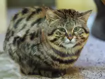 Eine Schwarzfu�katze