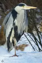 Ein Graureiher im Schnee.