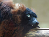 Traurig, genervt oder einfach nur geschafft... dieser Rote Vari.