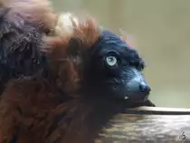 Traurig, genervt oder einfach nur geschafft... dieser Rote Vari.