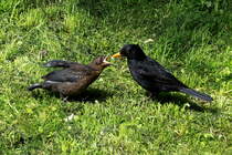  Nun gib schon her die Nuss!  Amselftterung in unserem Garten. Ratzeburg, 07.05.2017