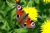 Ein Pfauenauge in unserem Garten. Ratzeburg, 07.05.2017