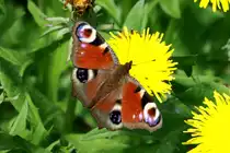 Ein Pfauenauge in unserem Garten. Ratzeburg, 07.05.2017