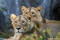 2 indische L�winnen geniessen die Sonne.