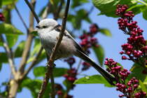 Eine Schwanzmeise im Flieder vor unserer Haustr. Ratzeburg, 07.05.2017