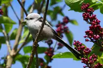 Eine Schwanzmeise im Flieder vor unserer Haust�r. Ratzeburg, 07.05.2017