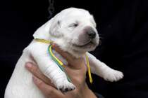 Golden Retriever Welpe - 1 Woche alt 18.05.2008 Oberhausen