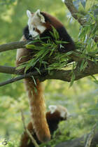Kleine Pandas im Dortmunder Zoo.