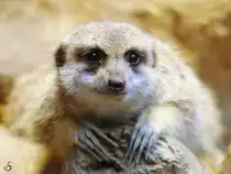 Ein Erdm�nnchen im Dortmunder Zoo.