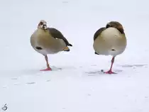 Zwei Nilg�nse im Schnee.