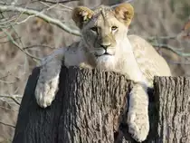 Ein junger L�we im Dortmunder Zoo.