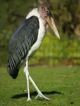 Ein Marabu im Dortmunder Zoo.