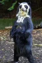 Ein Brillenb�r im Dortmunder Zoo.