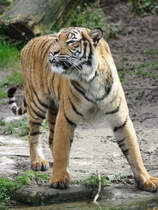 Ein Malaiischer Tiger im Dortmunder Zoo.