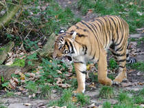 Ein Malaiischer Tiger im Dortmunder Zoo.