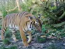 Ein Malaiischer Tiger im Dortmunder Zoo.