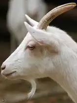 Eine Wei�e Deutsche Edelziege im Dortmunder Zoo.