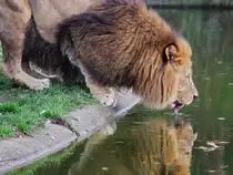 Ein Schluck Wasser f�r den Berberl�wen im Dortmunder Zoo.