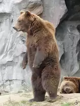 Zwei Sibirischer (Kamtschatka)Braunb�ren im Zoom Gelsenkirchen.