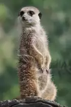 Ein wachsames Erdm�nnchen im Zoom Gelsenkirchen.