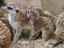 Erdmnnchen im Zoom Gelsenkirchen.