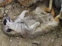 Ein relaxtes Erdm�nnchen im Zoom Gelsenkirchen.