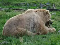 Ein Kodiakb�r im Zoom Gelsenkirchen.