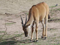 Eine Elenantilope im Zoom Gelsenkirchen.