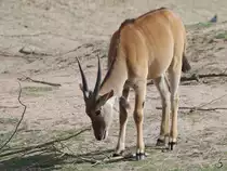 Eine Elenantilope im Zoom Gelsenkirchen.