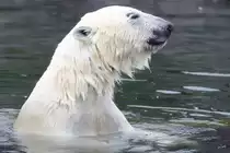Ein badender Eisb�r im Zoom Gelsenkirchen.