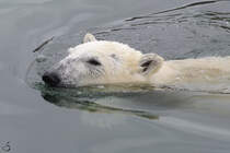 Ein schwimmender Eisbr im Zoom Gelsenkirchen.