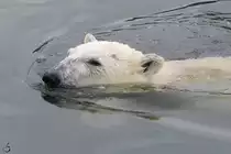 Ein schwimmender Eisb�r im Zoom Gelsenkirchen.