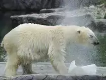 Ein Eisb�r sch�ttelt sich trocken. (Zoom Gelsenkirchen)