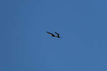 Ein Seeadler wird von einer Nebelkrhe attackiert. - 21.05.2017
